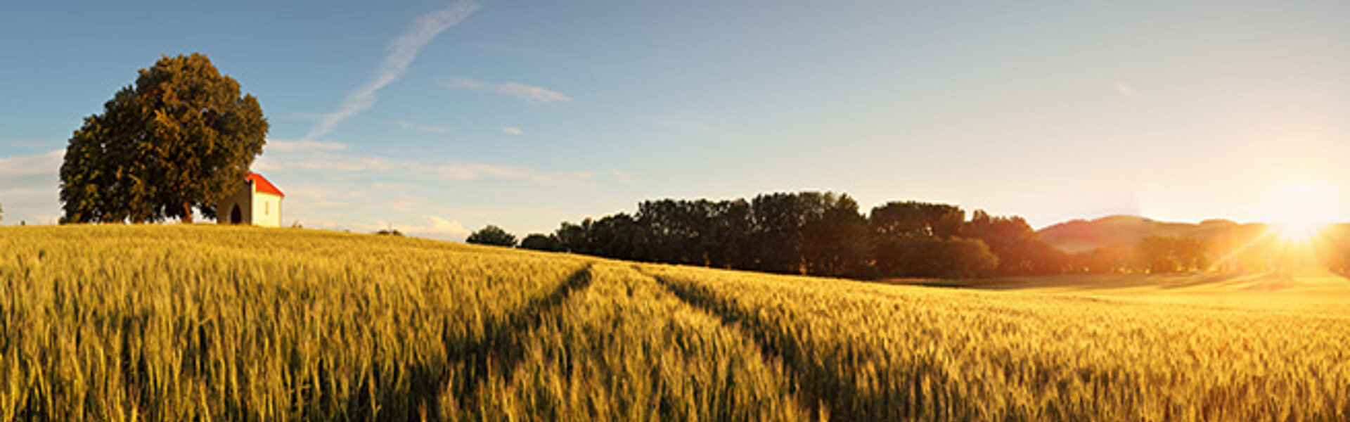 sonniges Feld mit blauem Himmel