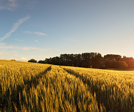 sonniges Feld mit blauem Himmel