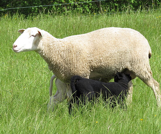 Schaf auf Weide